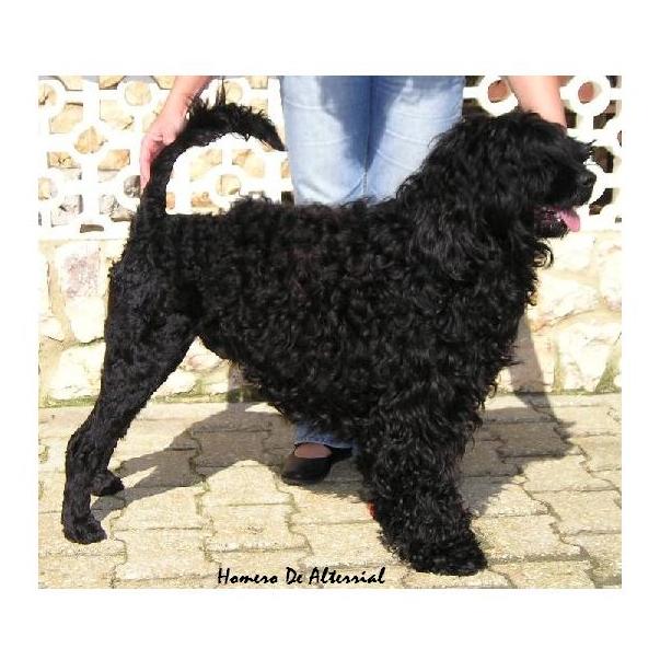 portuguese water dog : Homero De Alterrial